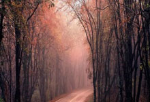 DB彩票-德国队力克日本队，樊振东统治全场